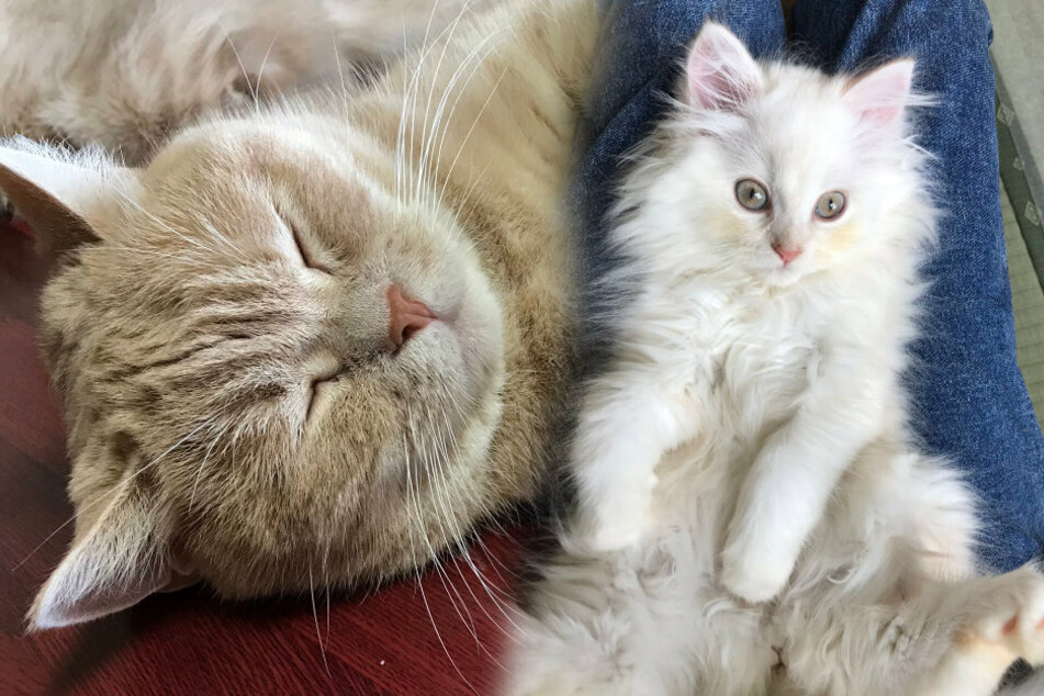 Litter scoops at the check-in desk: this hotel lets you live with cats