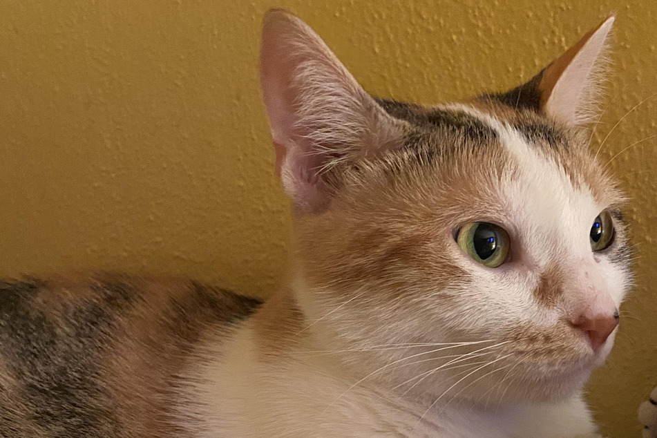 Woman is shocked by her cat's odd reaction to the brand new kitten!