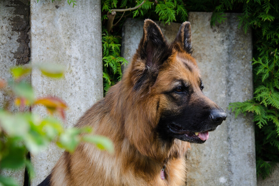 German shepherds might be big, but they're darn loyal!