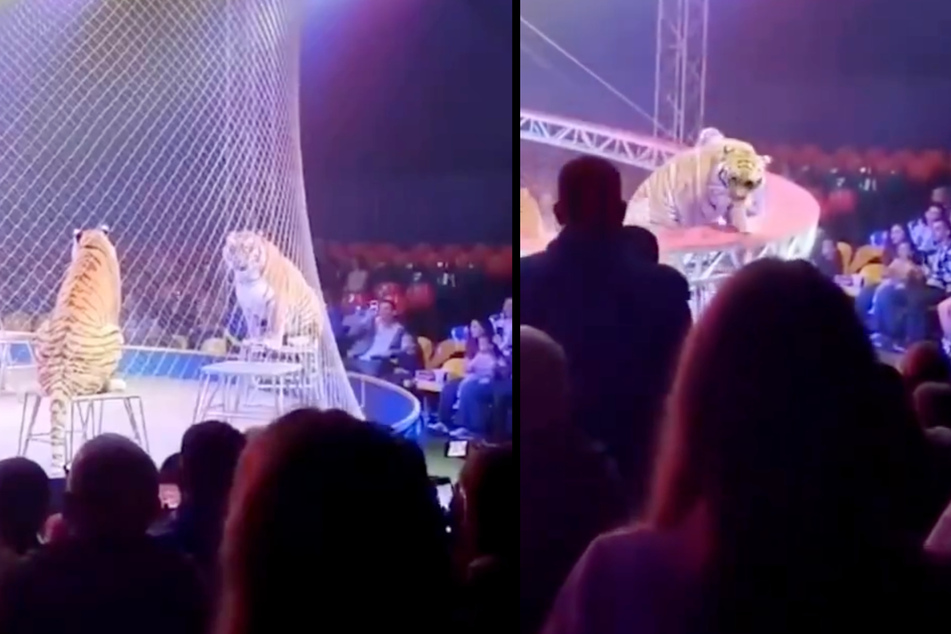 At a circus performance in Russia, the safety construction collapsed during the tiger show and a wild animal stormed into the audience.
