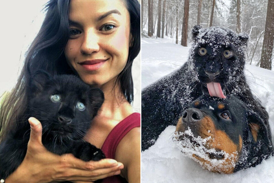 Luna the panther becomes best friends with a doggo in real-life Disney fairy tale!