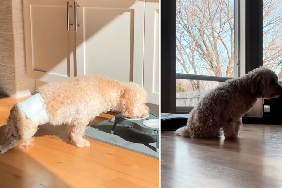 Within a few hours, Tyrion's condition worsened until the dog was finally paralyzed.