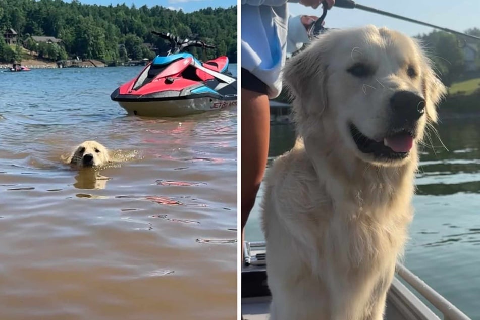Dog's adorably dismayed reaction to coming home after vacation goes viral