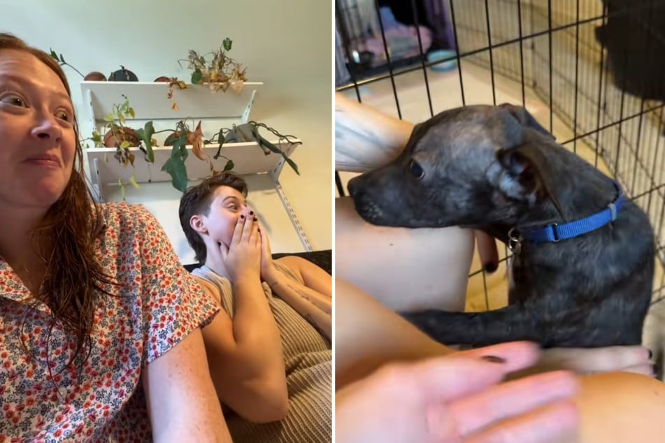 They have been working as dog foster parents for about a year, but what Tate and Kate witnessed earlier this week was something they hadn't expected.