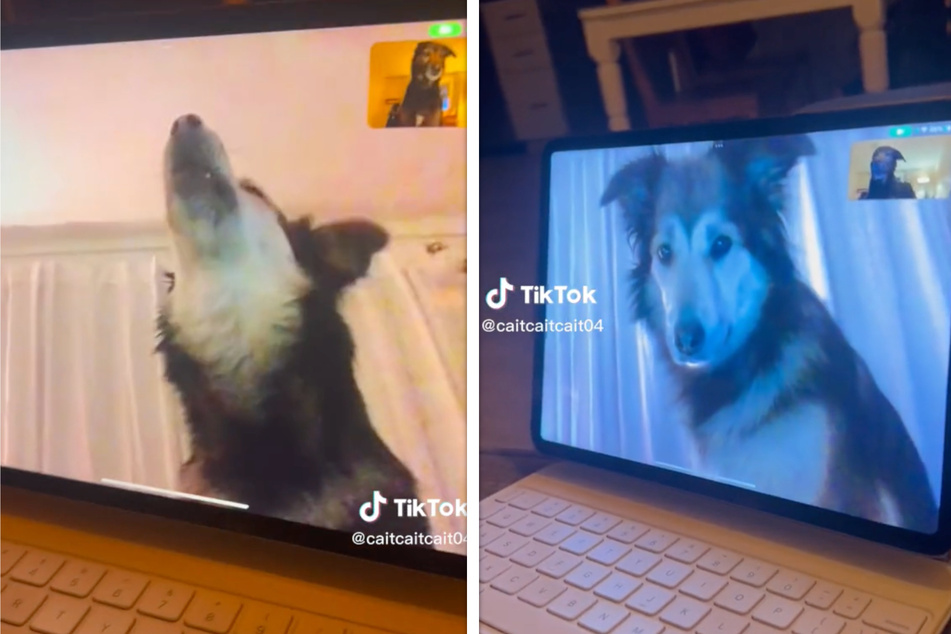 These two talkative dogs have delighted TikTokers with their sweet video call.