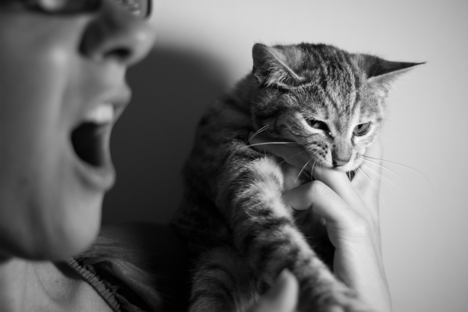 Cat bites can be very painful if not treated properly as soon as they happen.