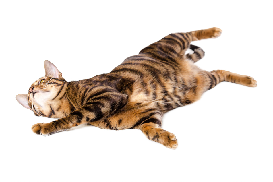 Toygers are remarkable creatures – and quite unknown.