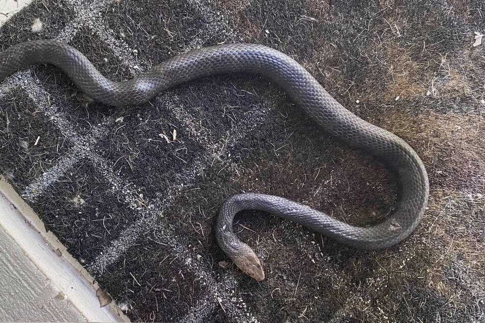 The snake is considered the second most venomous land snake in the world.