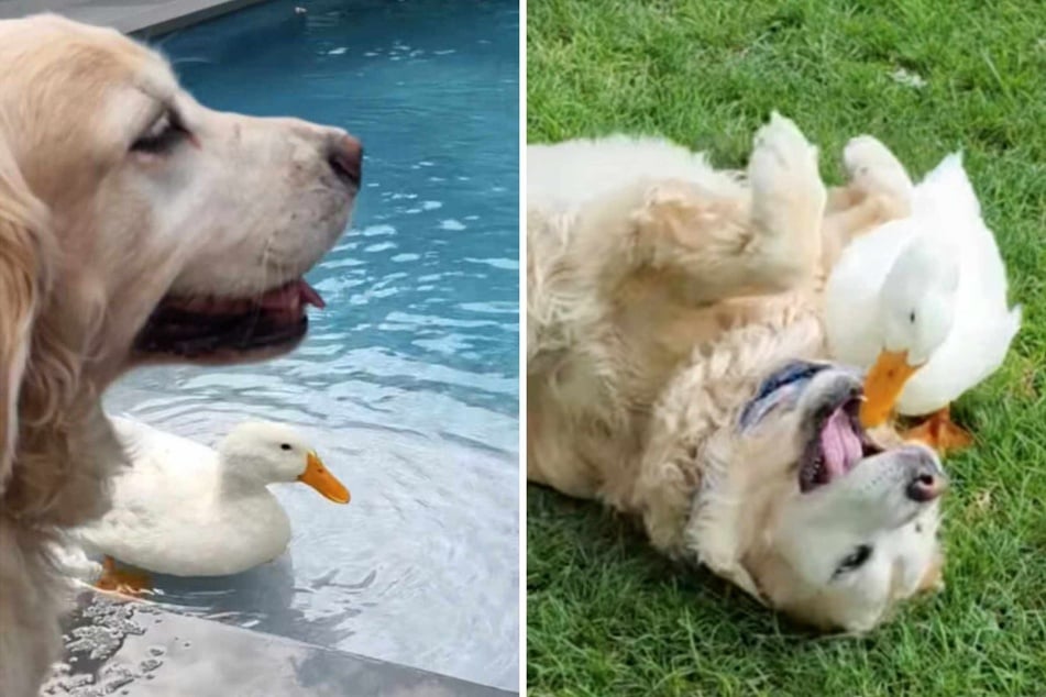 Dog had lost the will to live until she met this special duck friend: "She started smiling again"