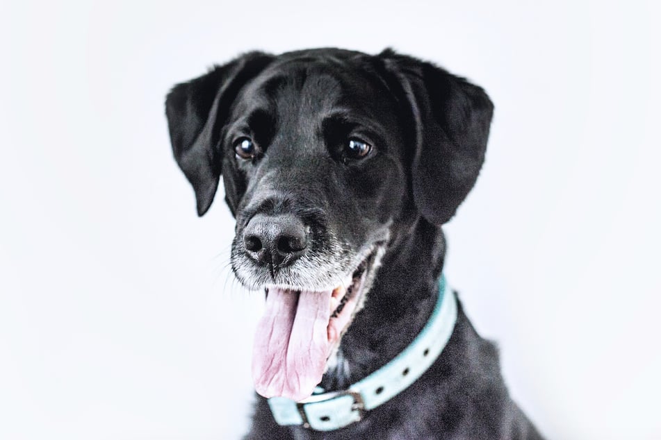 A new brain wave study published Friday in Current Biology suggests that hearing the names of their favorite toys actually activates dogs' memories of those objects.