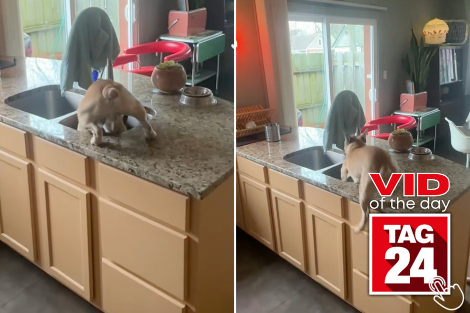 Today's Viral Video of the Day features a dog that was hilariously caught red-handed while causing mayhem in the kitchen.