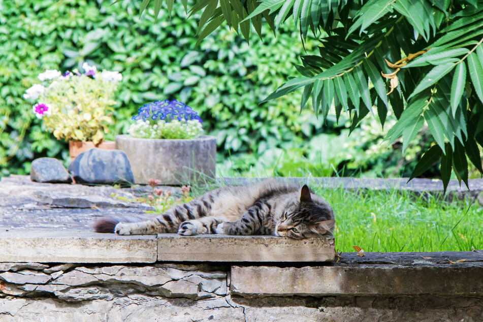 A cat-friendly yard offers your furry friend different sleeping areas for all weather conditions.