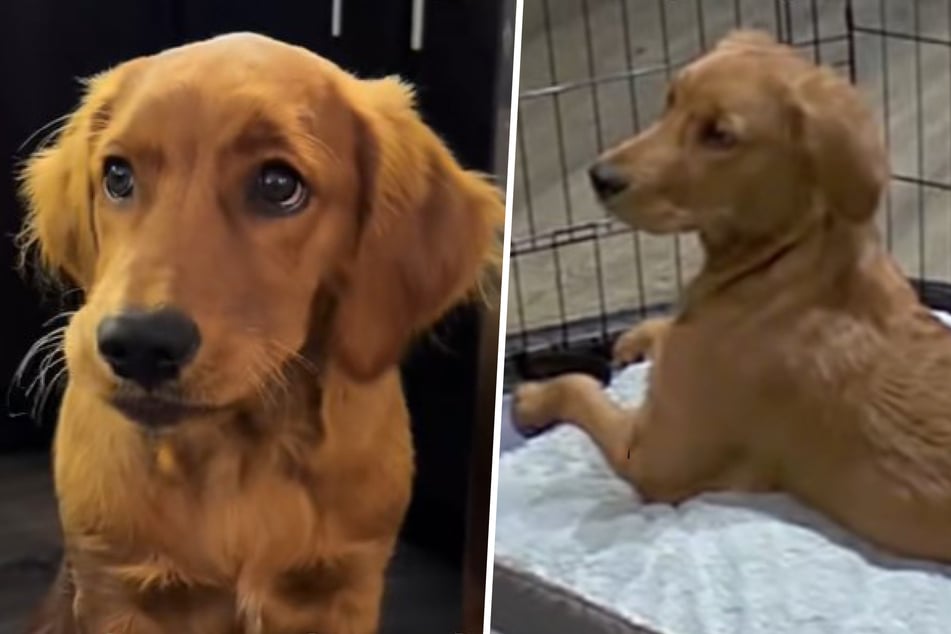 Golden Retriever's heartwarming reaction to owner coming home goes viral!