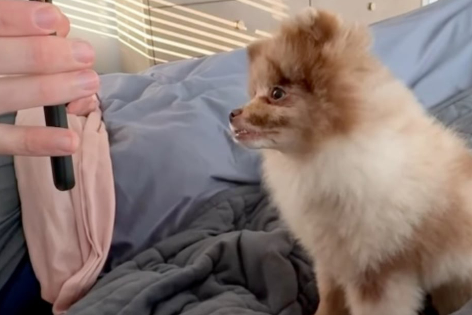 Dog owner hires groomer for home visit – and the bizarre result leaves her speechless!