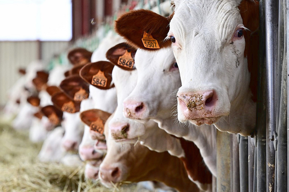 Cow burps have a slippery solution to drop their climate impact