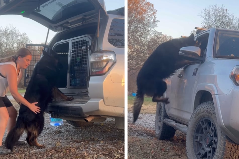 Father-son doggy duo thrills the internet with jumping shenanigans