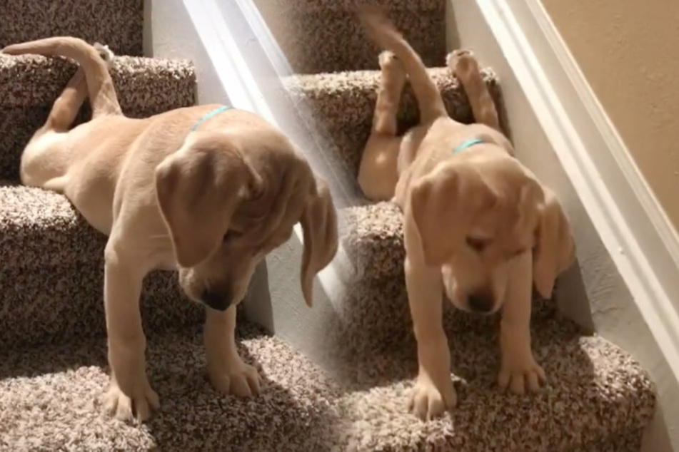 This adorable puppy is crawling down the stairs and racking up the likes