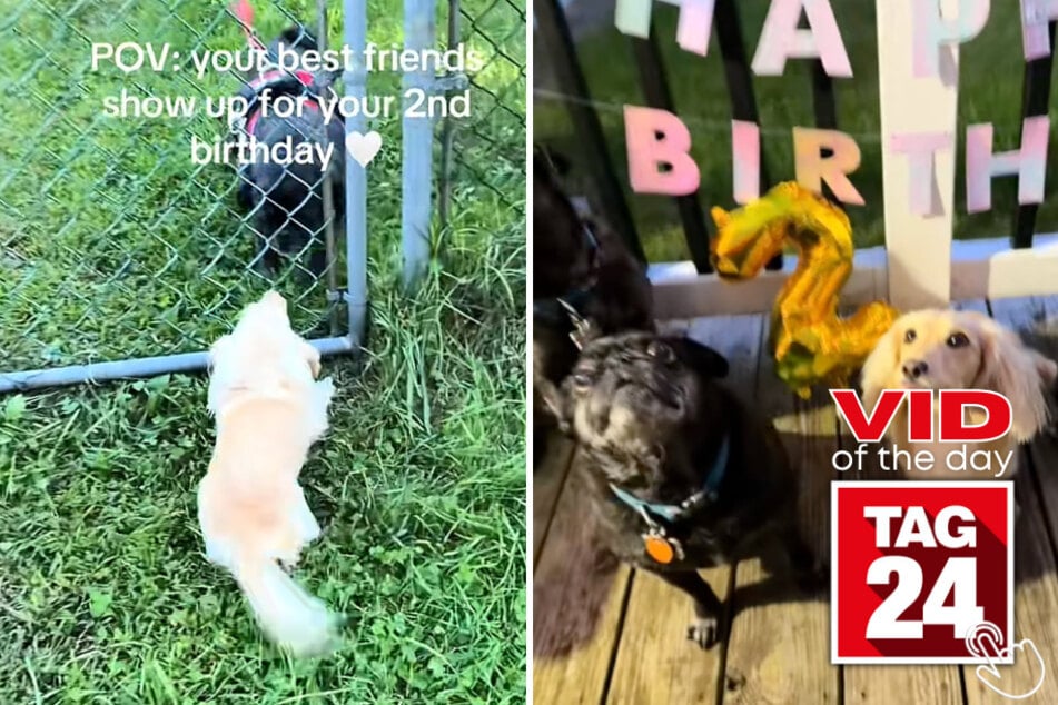 This dachshund's second birthday turned into the ultimate doggy playdate!