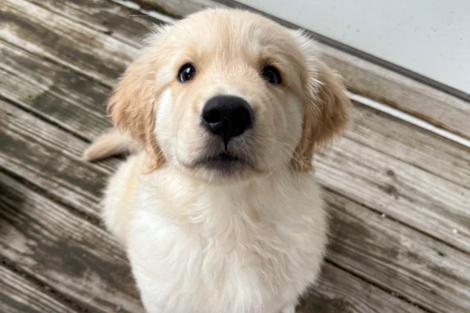 While it is normal for puppies to be passed on from breeders to new owners, the video shows that this moment can be difficult for the dogs.