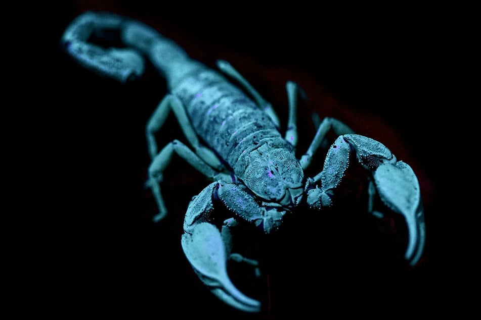 Scorpio season runs through November 21.