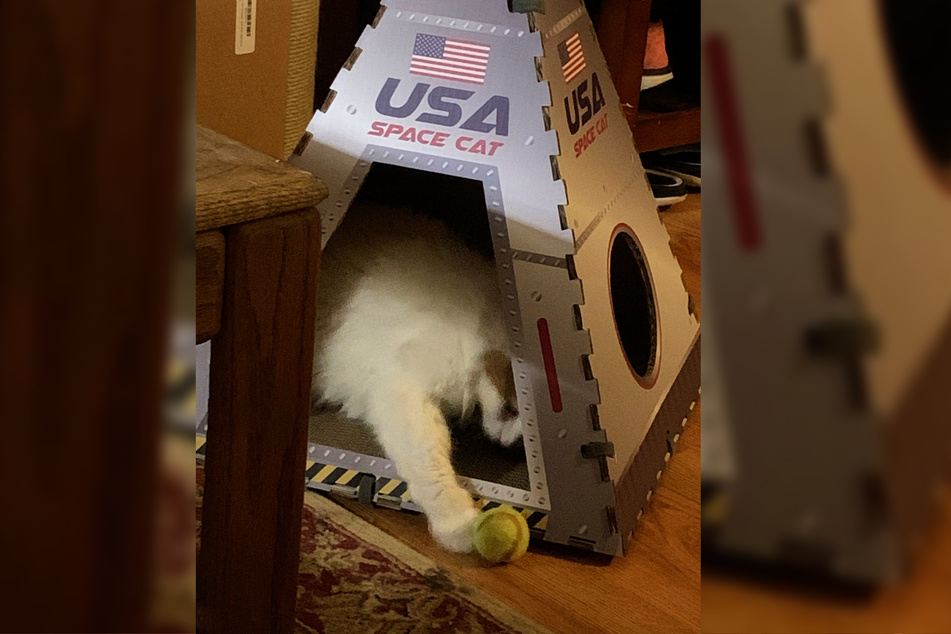 Now Ginger has her own space capsule!