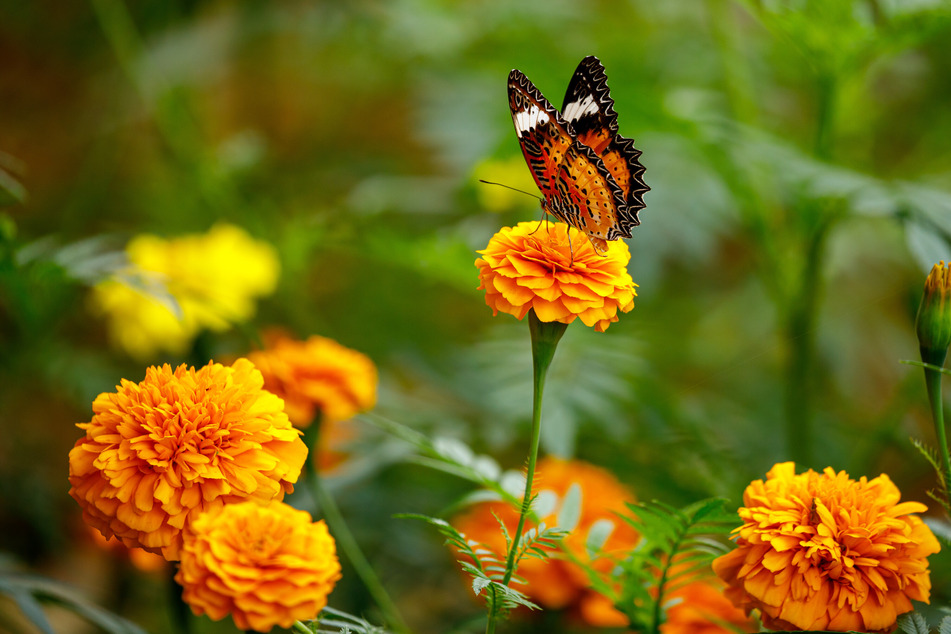 Monarch butterflies are among the migratory species facing greater threats across the planet, a new report has found.