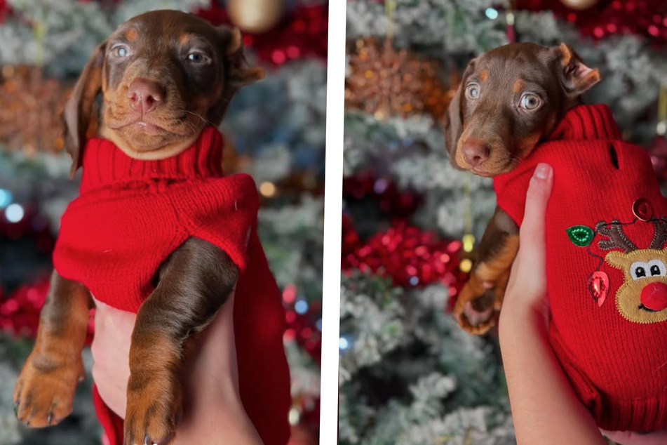 Ever since Abbie and Nemo met, the dachshund has been enjoying quite a lovely life.
