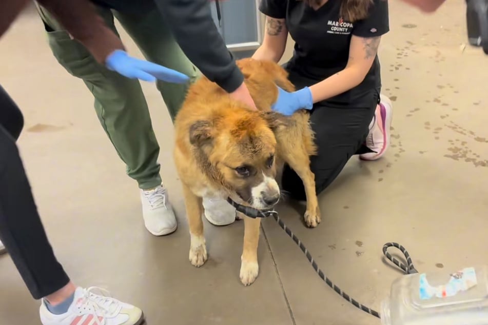 The women were initially worried that the frightened dog would try to bite them once he was free.