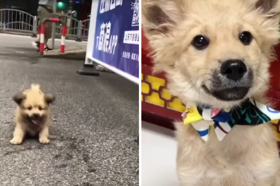 Tiny stray dog with a big heart gets rescued by caring passersby