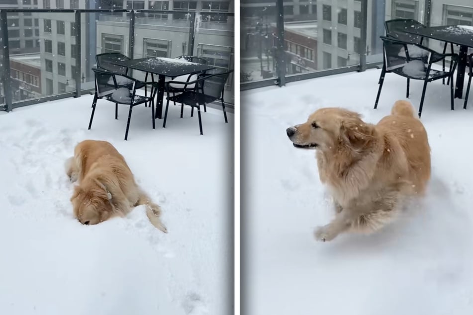 Although they had already just been outside, Tristan Guenther goes out into the snow again with Burrow the dog.