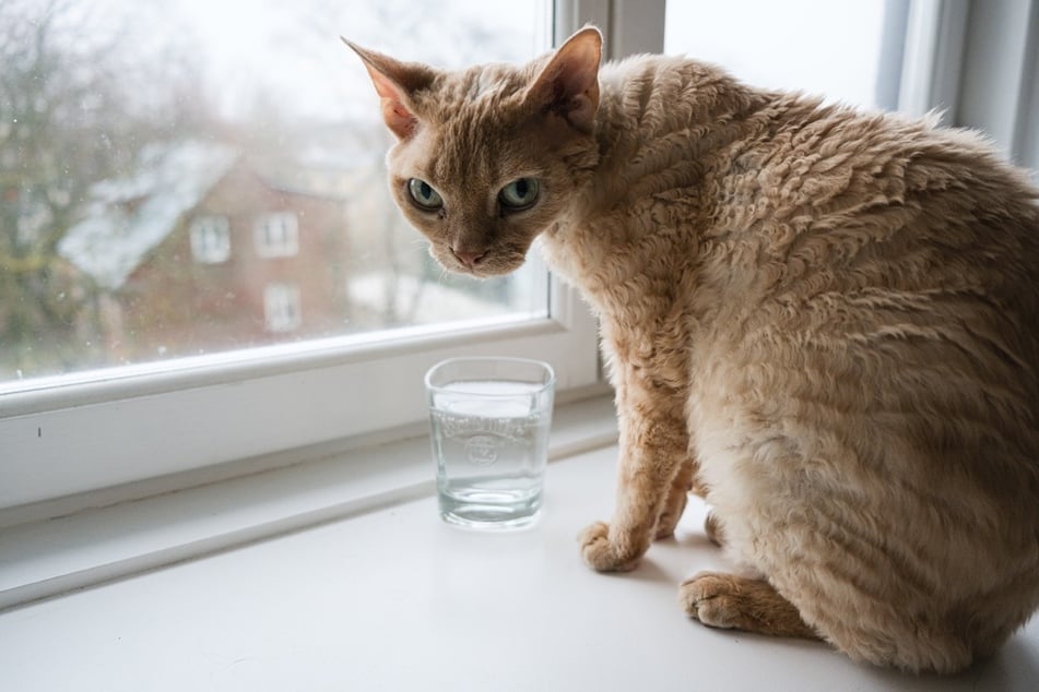 The humble Devon Rex has curly hair and can be quite neurotic.