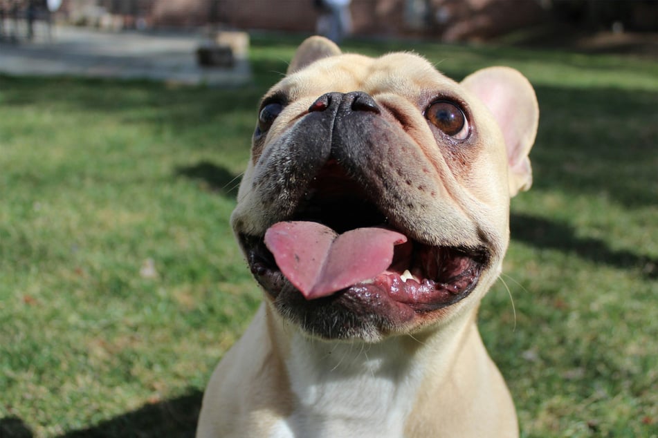 French bulldogs are strange creatures, but incredibly sweet and loving.