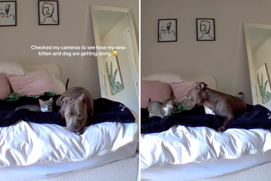 This kitten and pit bull have become an unexpectedly adorable duo.