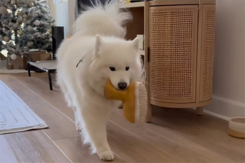 This dog always greets her owner with a gift.