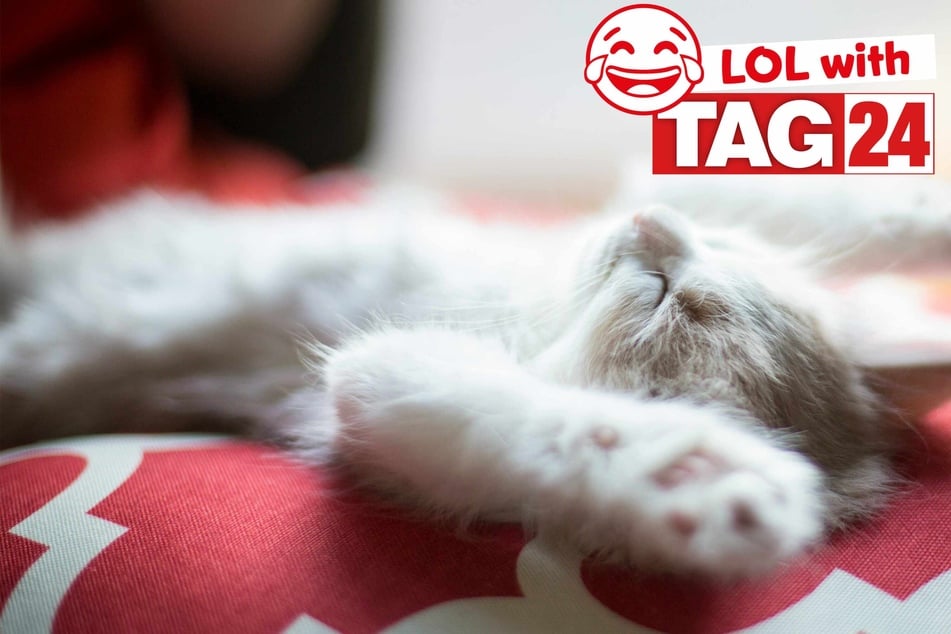 Today's Joke of the Day is in honor of Caturday!