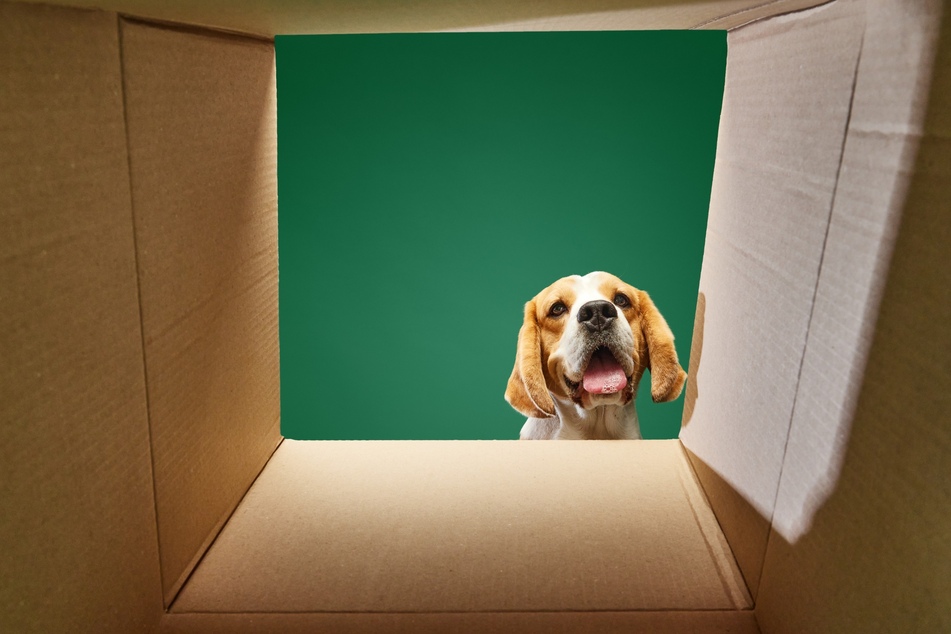 Moving boxes and hectic schedules are often stressful for dogs.