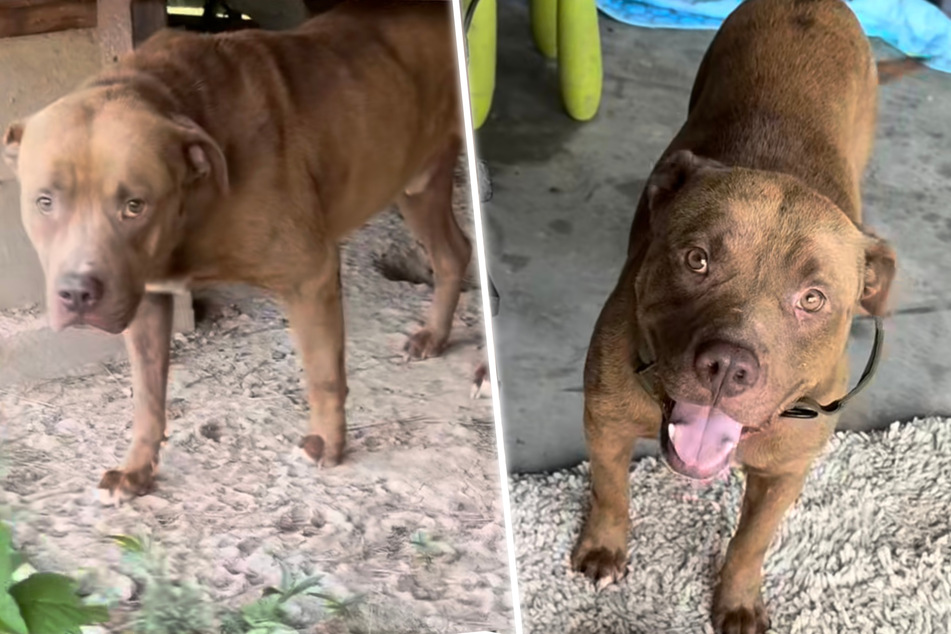 Animal rescuers rush to save scared dog abandoned during brutal heatwave