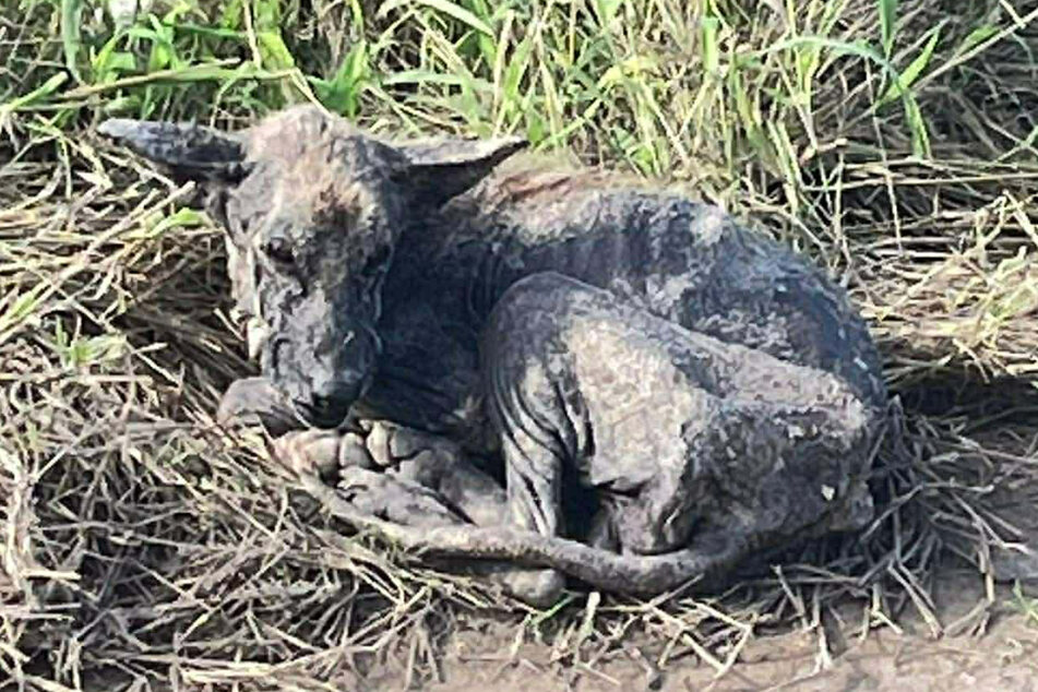 Toto not only looked bad, but his aggressive nature also turned people away.