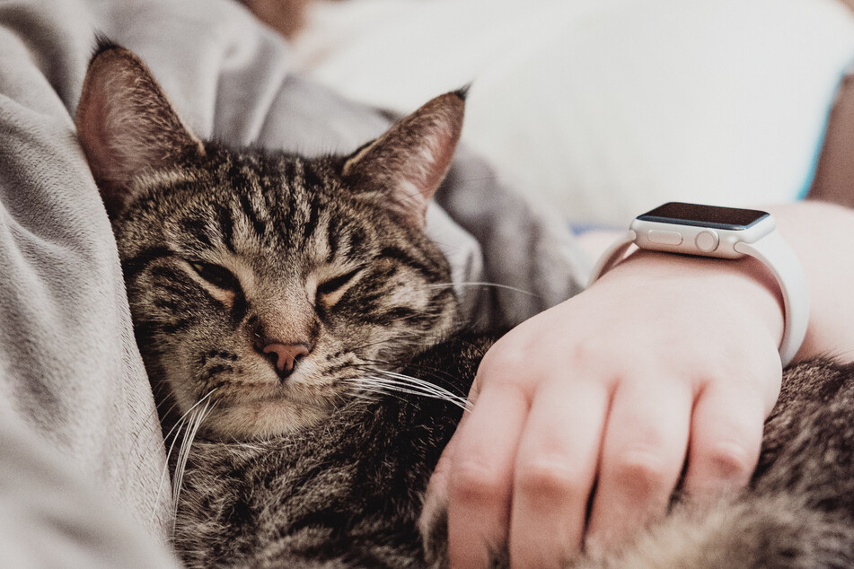 Cats may wake you up for a nice, warm snuggle.