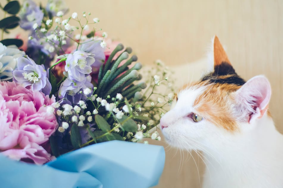 If you have a cat, you should make sure that it does not eat poisonous plants such as tulips.