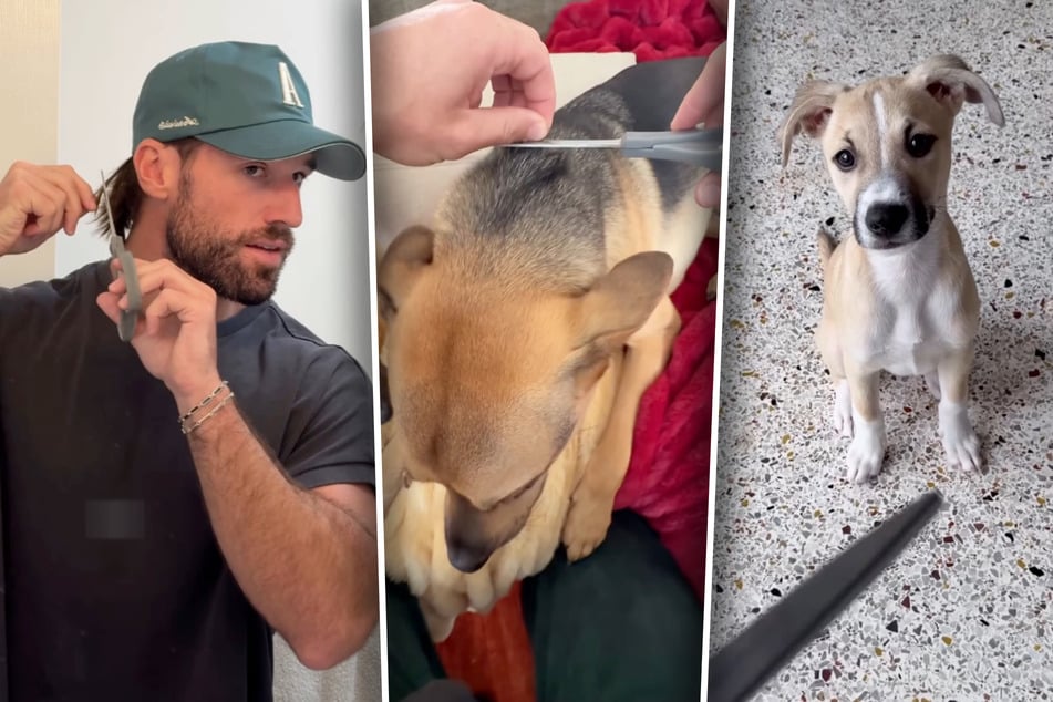 Dog owner cuts fur from his pets to make heartwarming craft – and it's worth the bald spot!