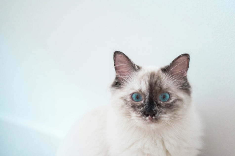 The Burmese is a unique and incredibly confident cat.
