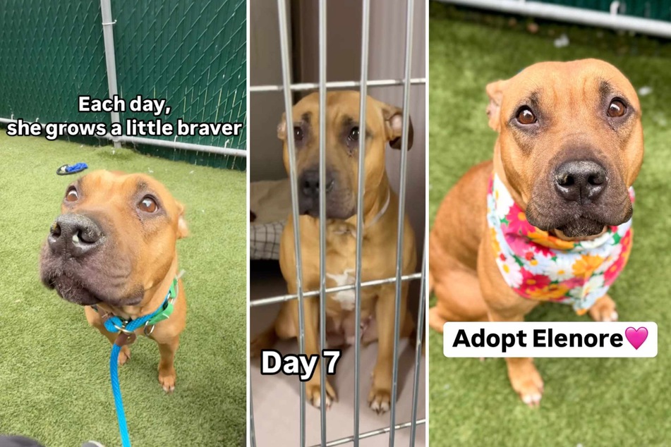 Elenore the dog is waiting for a loving family of her very own. Here's everything you need to know about this darling little rescue pup!
