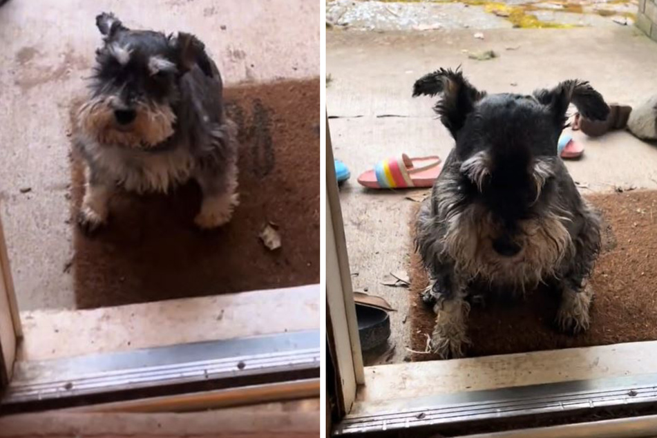 Old dog makes daily trek for the sweetest reason
