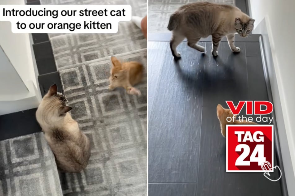 Viral Video of the Day for June 3, 2025: Kitten vs. street cat fight ends in hilarious chaos!