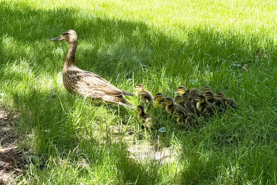The duck mom and her babies finally waddled off into the sunset.