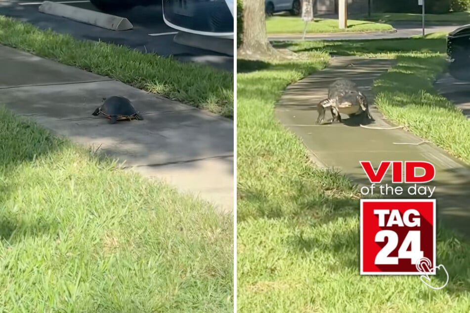 Viral Video of the Day for September 14, 2026: Woman spots huge alligator charging toward her while filming cute turtle video