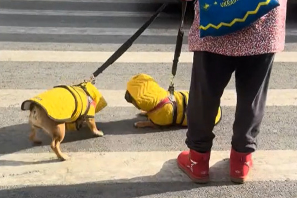 The patient owner tried desperately to encourage her dogs to get up again, but they seemed to find it comfortable on the street!