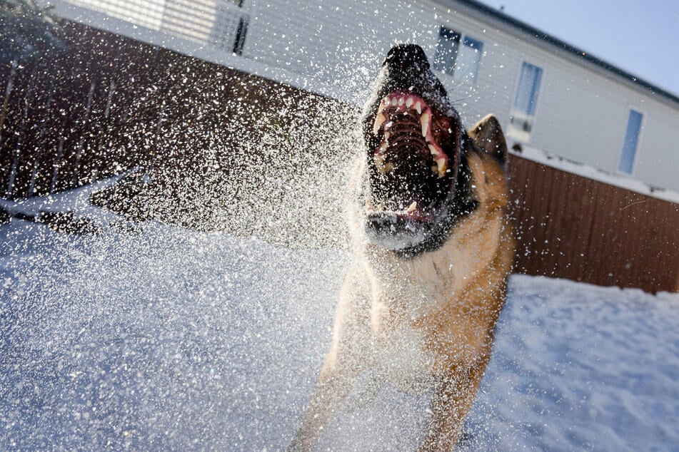 Dog bite treatment: How to treat dog bites