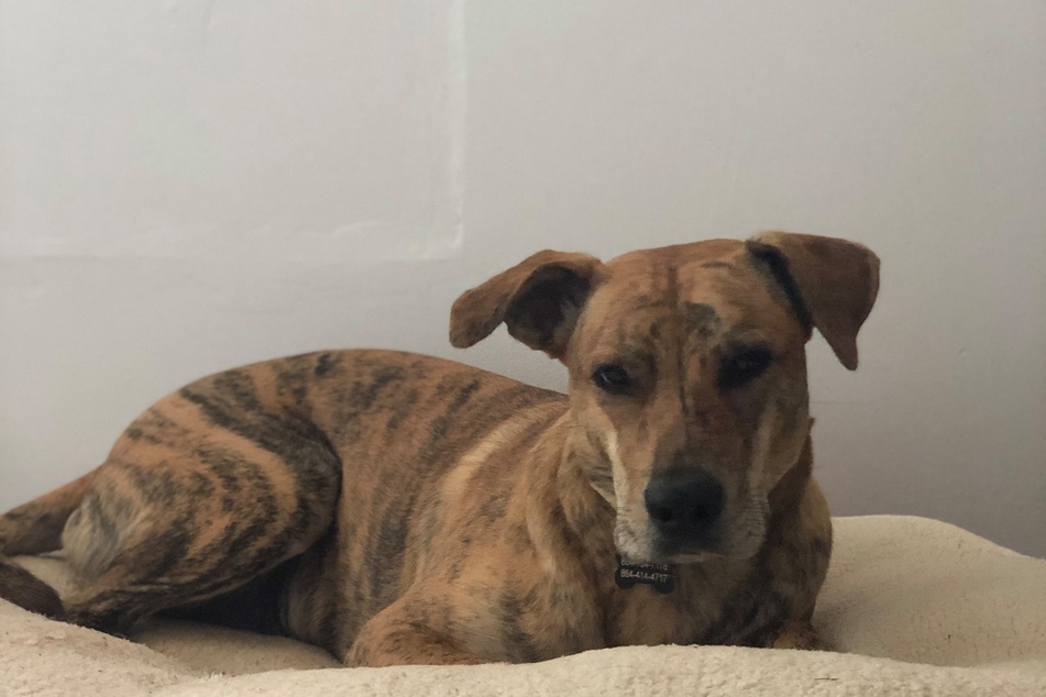 Little Rajah gave her owners a huge scare when she suddenly disappeared without a trace after a fireworks display.
